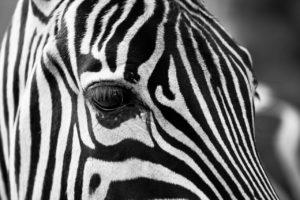 what is the opposite of black - business english success - zebra