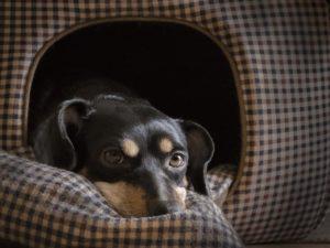 using english idioms - in the doghouse